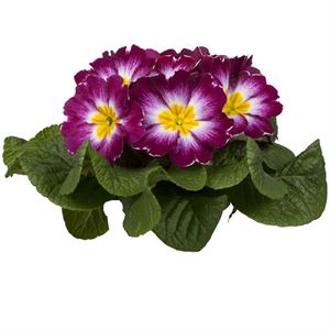 Afbeelding van Primula P10.5 gebroken knop/1bloem Violet bicolor